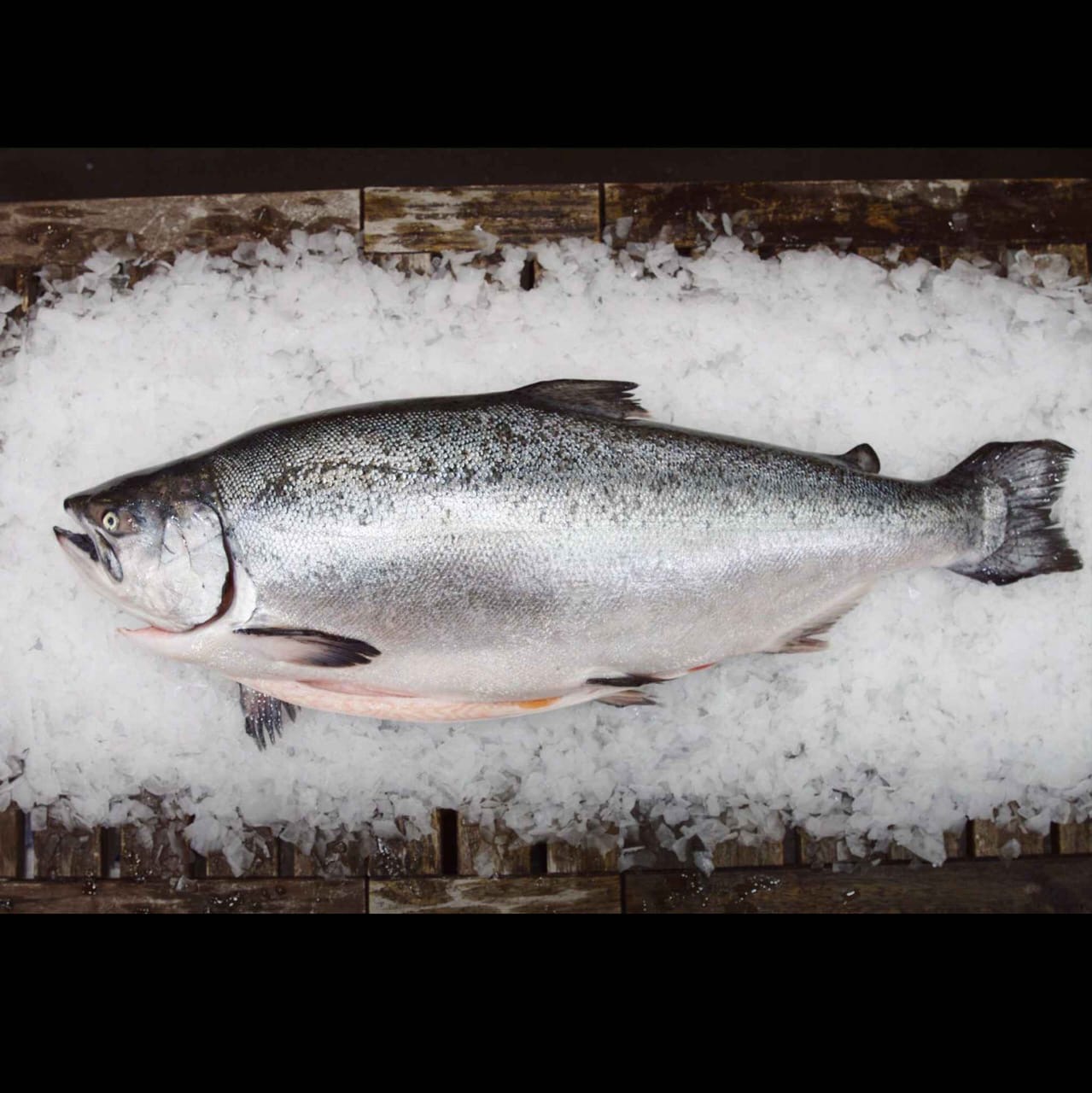 Salmon Fresh
